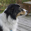 Jewelie was adopted in 2003